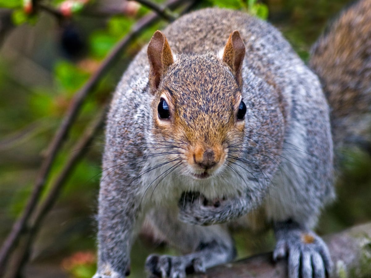 Mint & Coffe Squirrel Deterant, does it Work ?