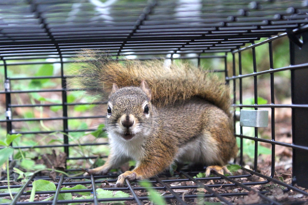 Squirrel's are a Pest