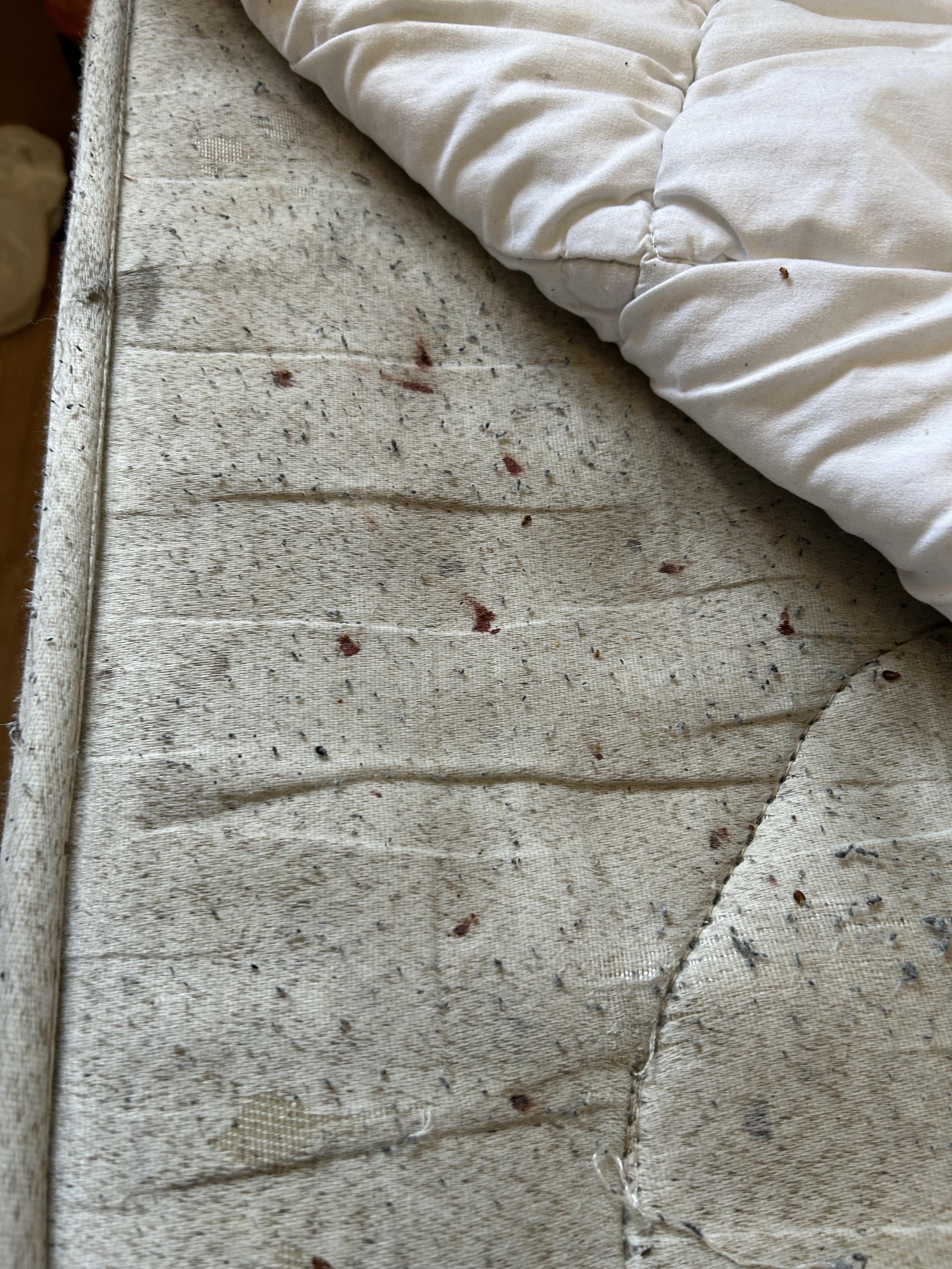 Bed bug Job.